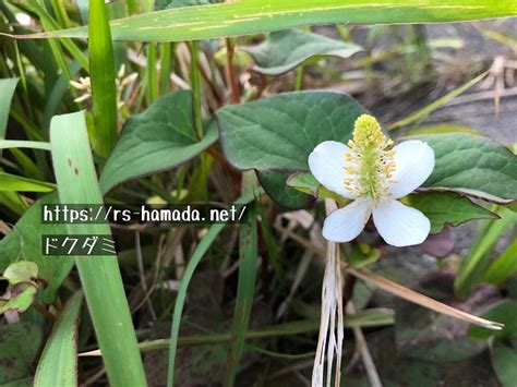 陰生植物 一覧|陰生植物とは？光の少ない環境で育つ性質を持つ植物